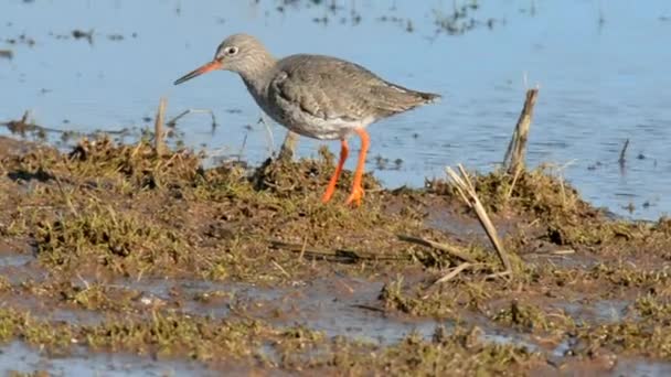 Spotted Redshank Tureluur Tringa Erythropus — Stockvideo