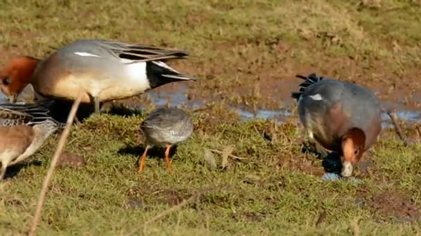 Redshank Eurasian Wigeon — Vídeo de stock