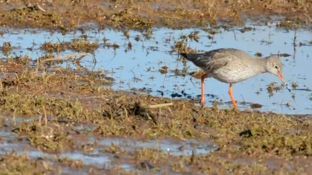 Manchado Redshank Redshank Tringa Erythropus — Vídeo de stock