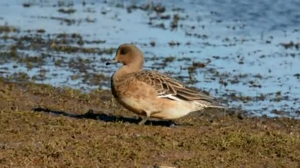 Wigeon Eurasiático Wigeon Anas Penelope — Vídeo de stock