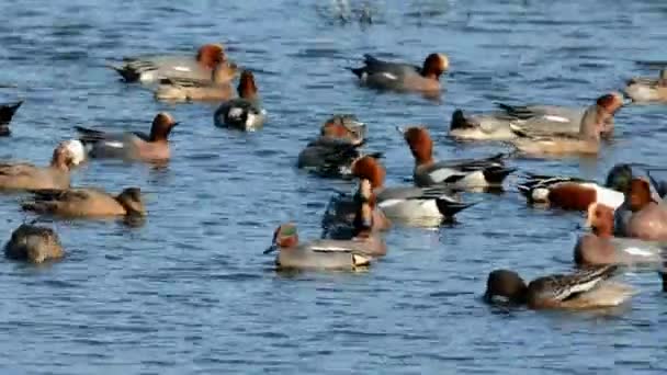 Wigeon Eurasiático Wigeon Anas Penelope — Vídeo de stock