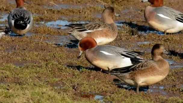 Wigeon Eurasiático Wigeon Duck Anas Penelope — Vídeo de stock