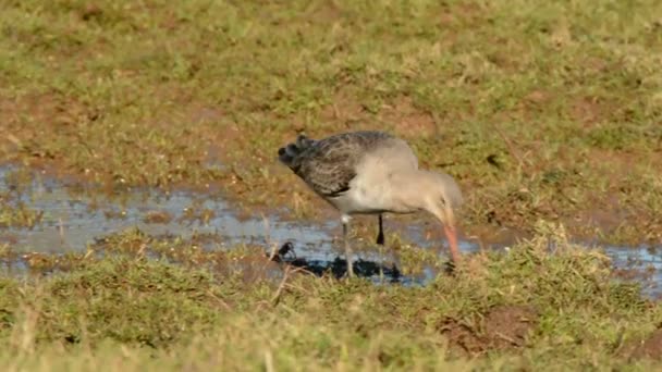 Godwit Cola Bar Limosa Lapponica — Vídeos de Stock