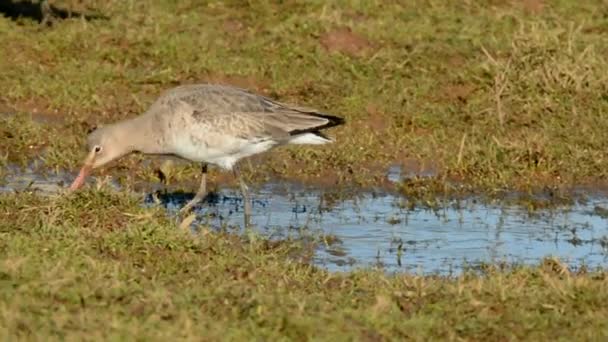 Uferschnepfe Limosa Lapponica — Stockvideo