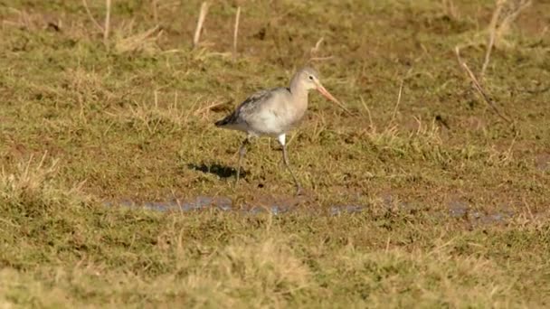 バーテール Godwitt Limosa Lapponica — ストック動画