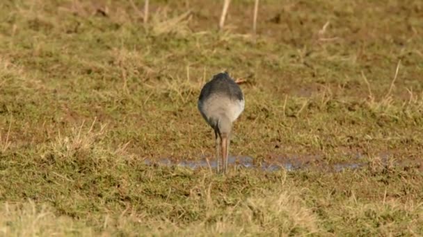 バーテール Godwitt Limosa Lapponica — ストック動画