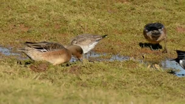 Barra Cola Godwit Eurasian Wigeon — Vídeo de stock