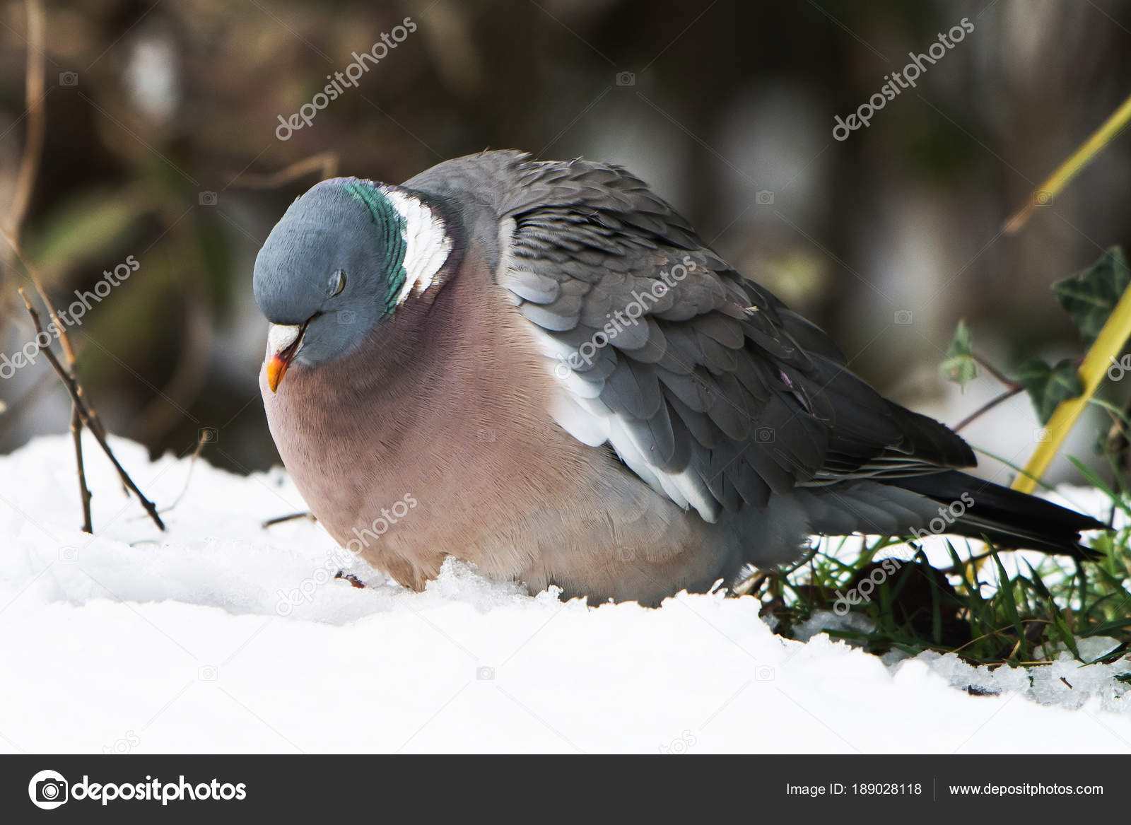 Pigeon Ramier Images Libres De Droit Photos De Pigeon Ramier Depositphotos