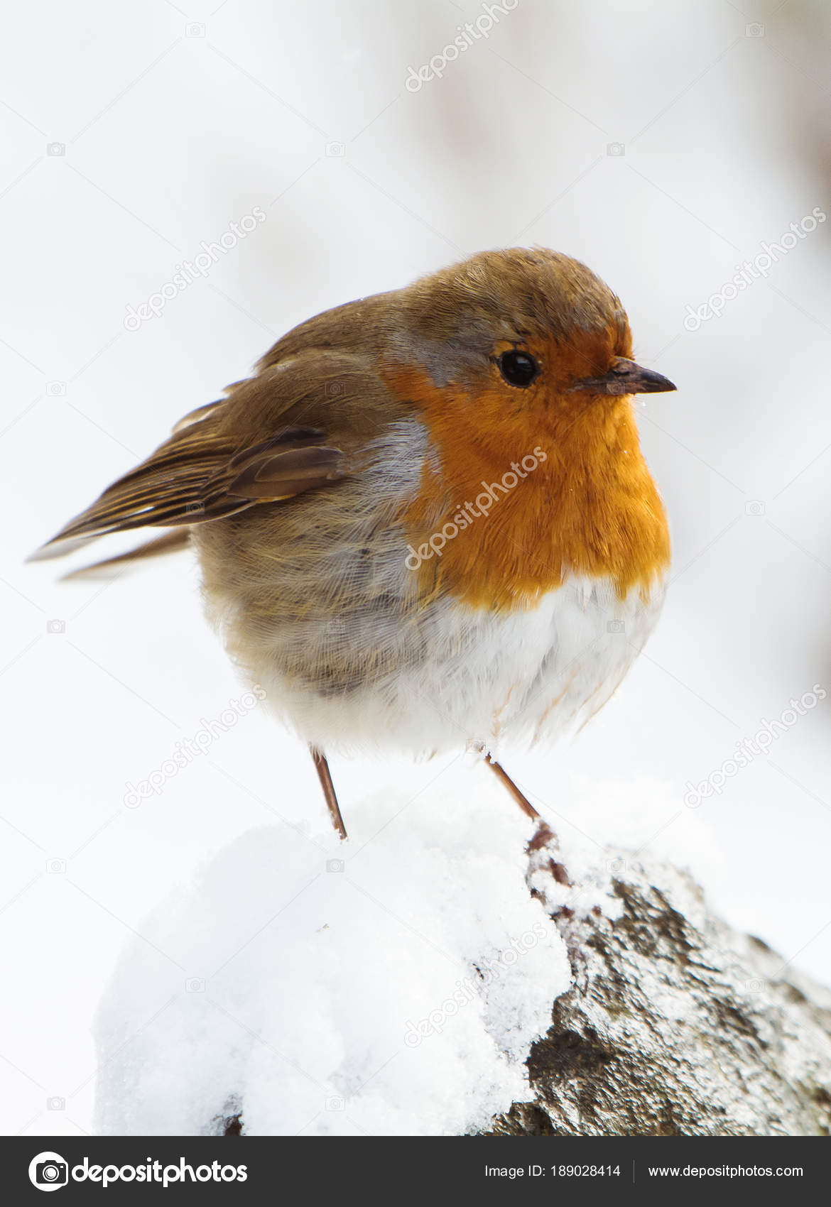 Rouge Gorge Familier Erithacus Rubecula Robin Oiseaux