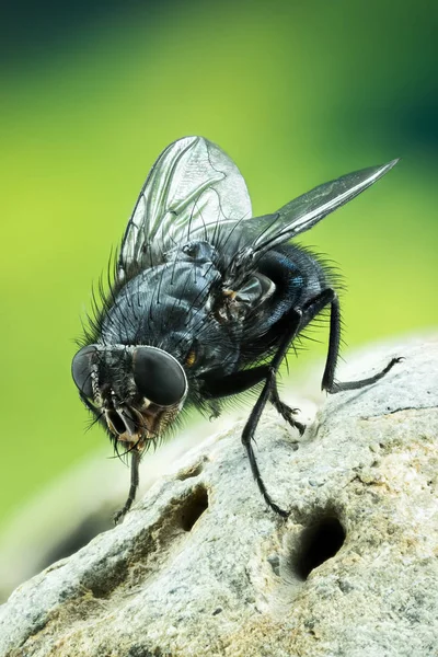 Εστίαση Στοίβαγμα Κοινή Μύγα Μπλε Μπουκάλι Κρεατόμυγα Μύγα Μύγες — Φωτογραφία Αρχείου