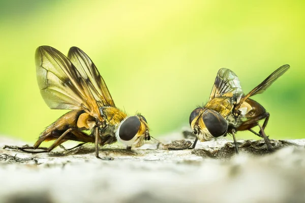 Focus Stacking Phasia Hemiptera — Stock Photo, Image