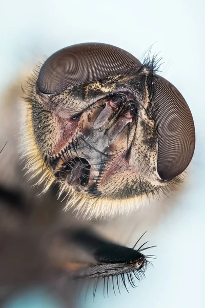 Apilamiento Enfoque Macro Volar Moscas — Foto de Stock