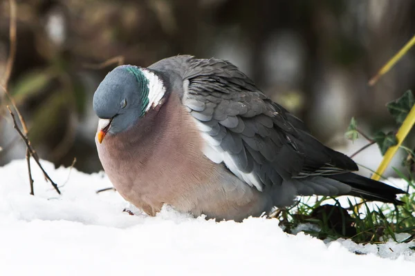 Common Wood Pigeon Wood Pigeon Columba Palumbus — Stock Photo, Image