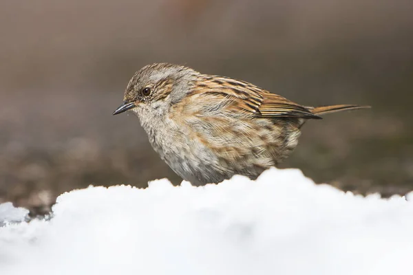 Vogels Heggenmus Prunella Modularis — Stockfoto