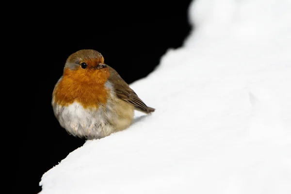 Rudzik Erithacus Rubecula Robin Ptaki — Zdjęcie stockowe