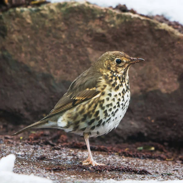 Songbird Ogród Drozd Turdus Philomelos — Zdjęcie stockowe