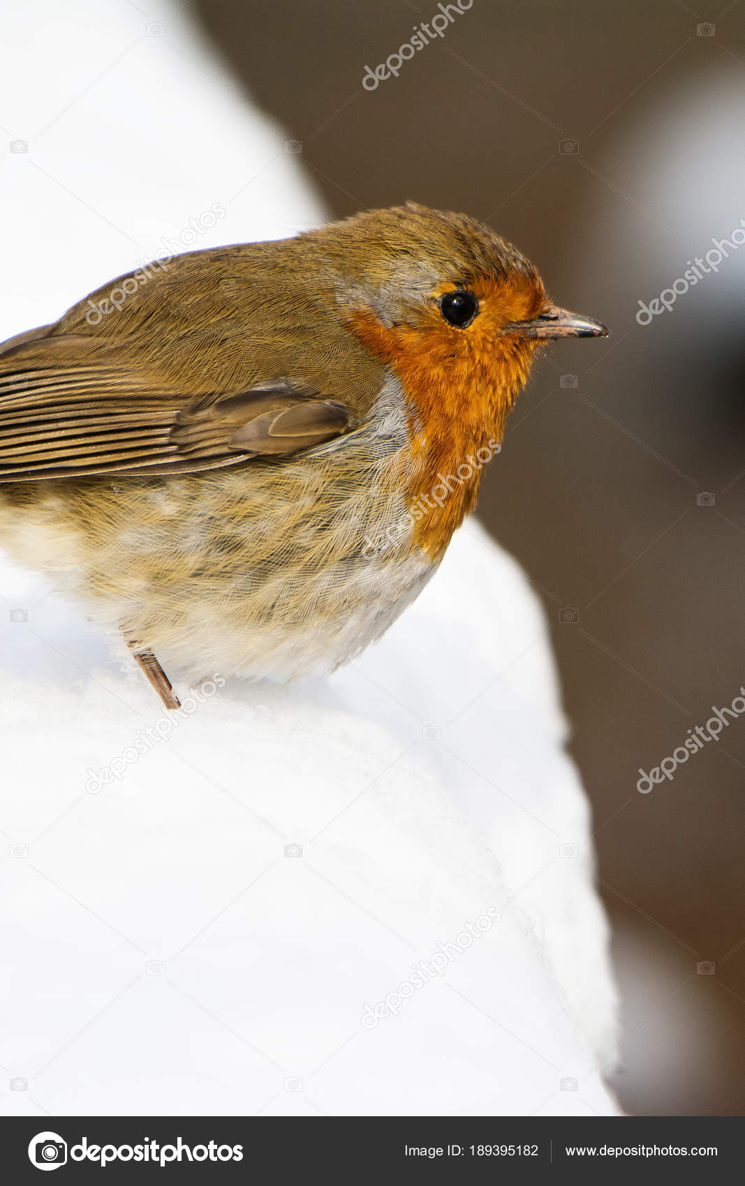 Rouge Gorge Familier Erithacus Rubecula Robin Oiseaux