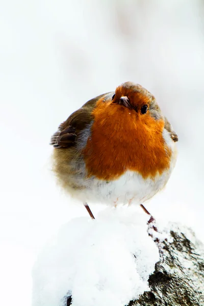 Robin Europeu Erithacus Rubecula Robin Aves — Fotografia de Stock