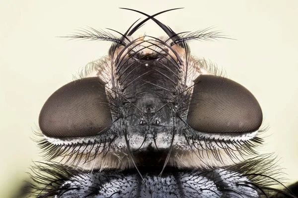 Zaměřit Stohování Společné Láhev Blue Fly Moucha Masařka Mouchy — Stock fotografie