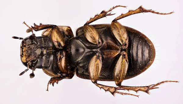 Empilhamento Foco Besouro Esterco Aphodius Fimetarius — Fotografia de Stock