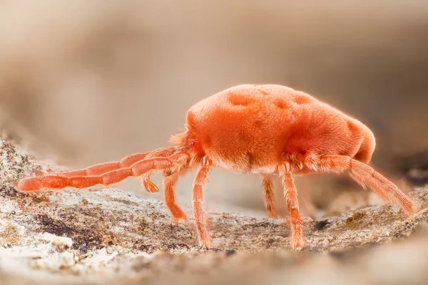 Röd Sammet Kvalster Regn Buggar Trombidiidae Stockfoto