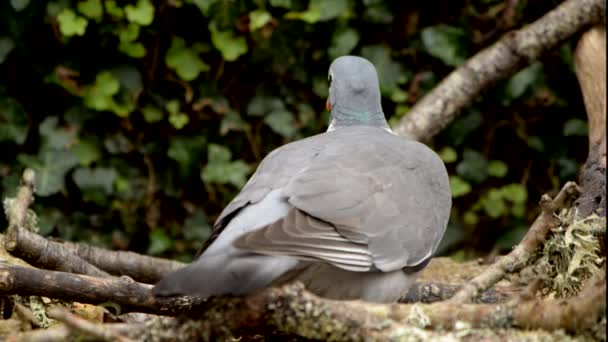 Gemensamma Ringduva Ringduva Columba Palumbus — Stockvideo