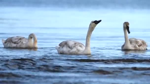 Немой Лебедь Лебеди Cygnus Цвет — стоковое видео