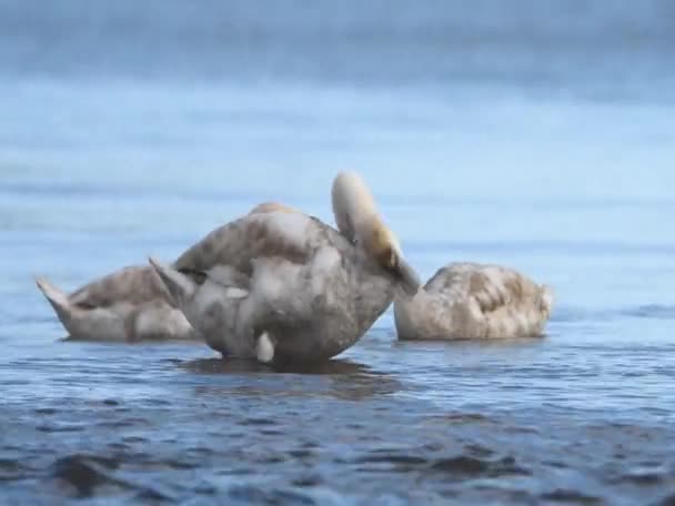 Cisne Mudo Cisnes Cygnus Olor — Vídeo de stock
