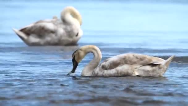 Mute Zwaan Zwanen Cygnus Olor — Stockvideo