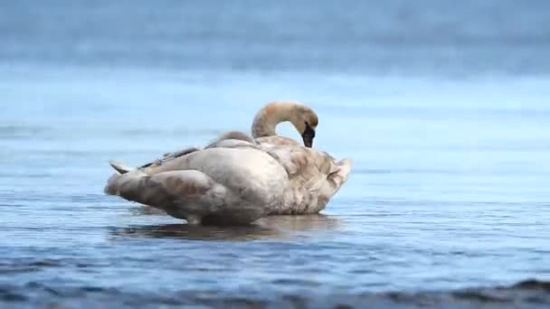 Cigno Muto Cigni Cygnus Olor — Video Stock