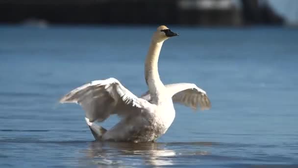 Stumsvan Svanar Cygnus Olor — Stockvideo