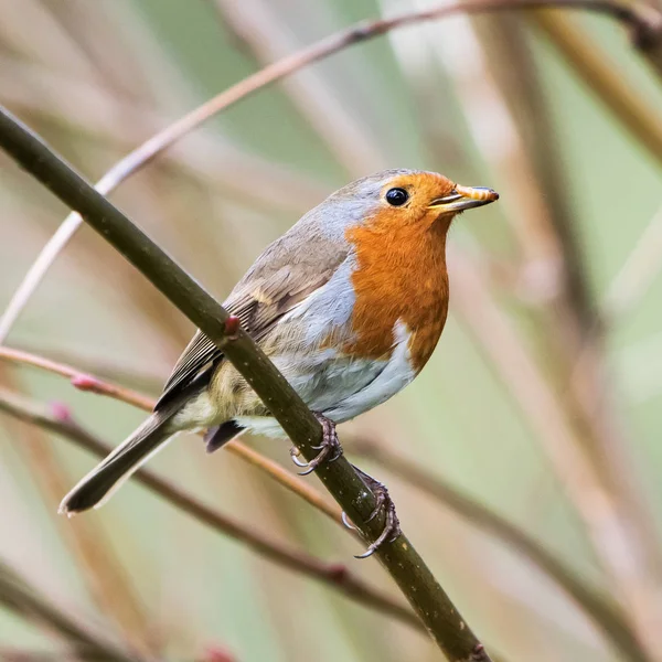 Vörösbegy Erithacus Rubecula Vörösbegy Madarak — Stock Fotó