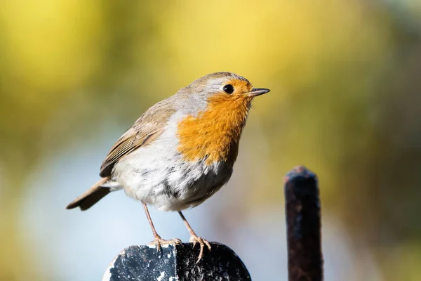 Vörösbegy Erithacus Rubecula Vörösbegy Madarak — Stock Fotó