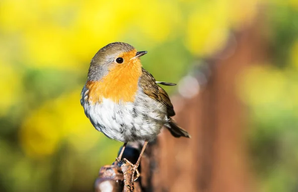 Vörösbegy Erithacus Rubecula Vörösbegy Madarak — Stock Fotó