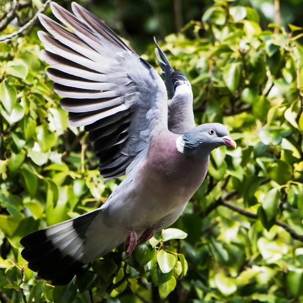 Κοινό Ξύλο Περιστέρι Φάσσα Columba Palumbus — Φωτογραφία Αρχείου