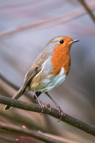 Vörösbegy Erithacus Rubecula Vörösbegy Madarak — Stock Fotó