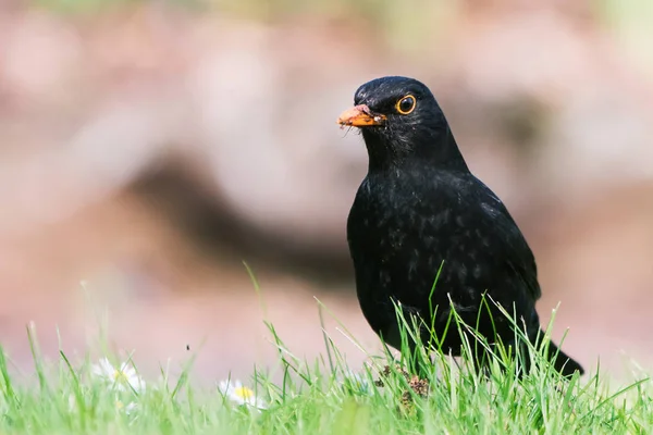 Πουλιά Κότσυφας Turdus Merula — Φωτογραφία Αρχείου