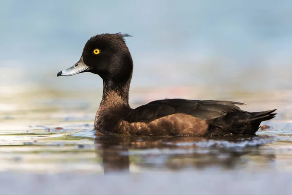 Tuftad Anka Aythya Fuligula — Stockfoto