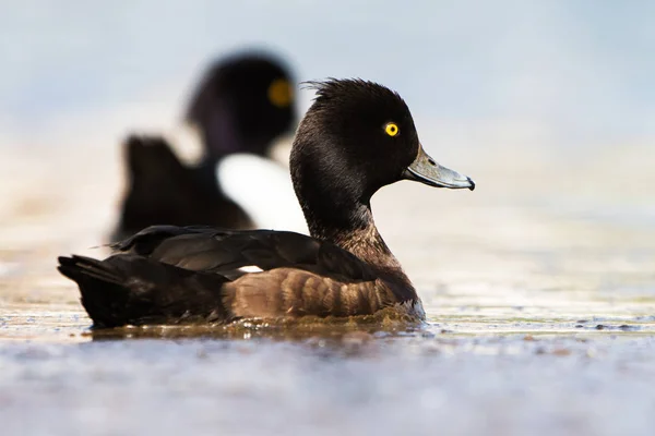 Büschelente Aythya Fuligula — Stockfoto