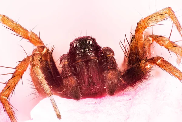 Zaměřit Stohovatelná Giant House Spider House Spider Eratigena Tmavý — Stock fotografie