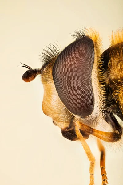 Beweeg Vliegen Vliegen Syrphid Vliegen Zweefvliegen Diptera Syrphidae Bloem — Stockfoto