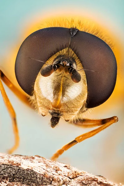 Αιωρηθείτε Μύγα Λουλούδι Μύγες Μύγες Syrphid Hoverflies Diptera Syrphidae — Φωτογραφία Αρχείου