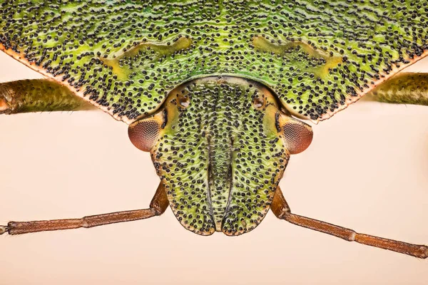 Grüner Schildkäfer Palomena Prasina — Stockfoto