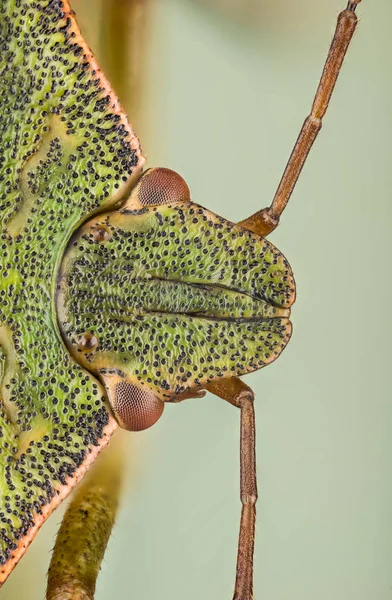 Bug Escudo Verde Palomena Prasina —  Fotos de Stock