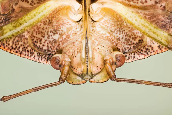Yeşil Kalkan Böceği Palomena Prasina — Stok fotoğraf