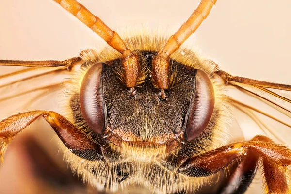 Κούκος Μέλισσα Nomada Μέλισσα — Φωτογραφία Αρχείου