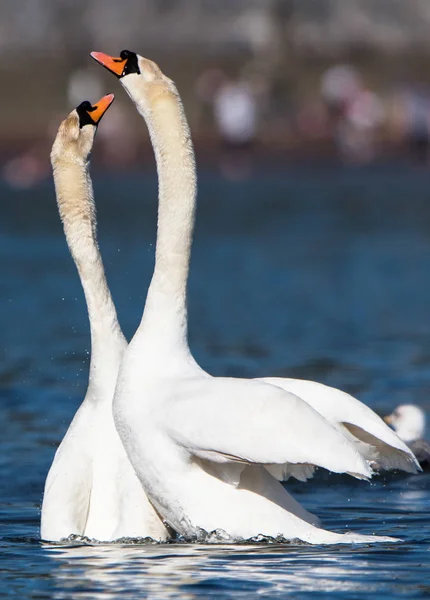 Copulation Swans Mute Swan Cygnus Olor — Stock Photo, Image