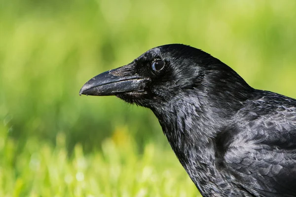 Carrion Crow Crow Corvus Corone — Stock Photo, Image