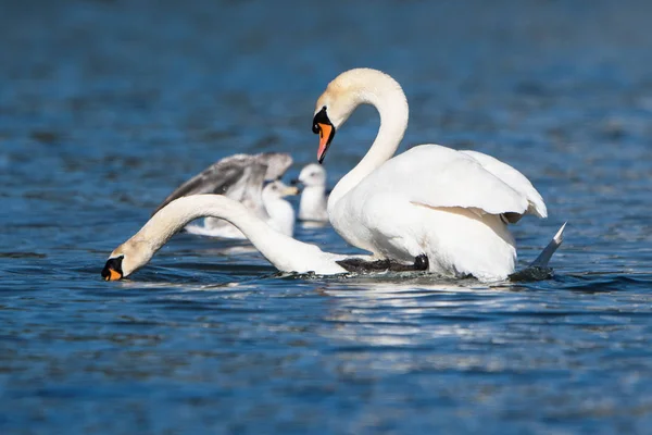 Copulación Los Cisnes Cisne Mudo Cygnus Olor — Foto de Stock