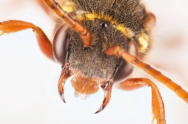 Пчела Кукушка Фасада Пчела — стоковое фото